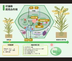 叶绿体光合作用与光呼吸调控机制