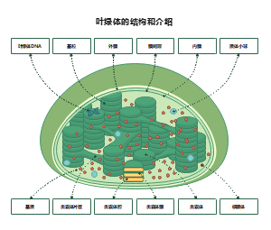 叶绿体超微结构与功能解析