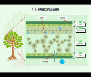 叶片解剖结构与气体交换机制图解