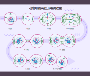 动物细胞有丝分裂全过程流程图