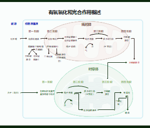 有氧氧化和光合作用概述