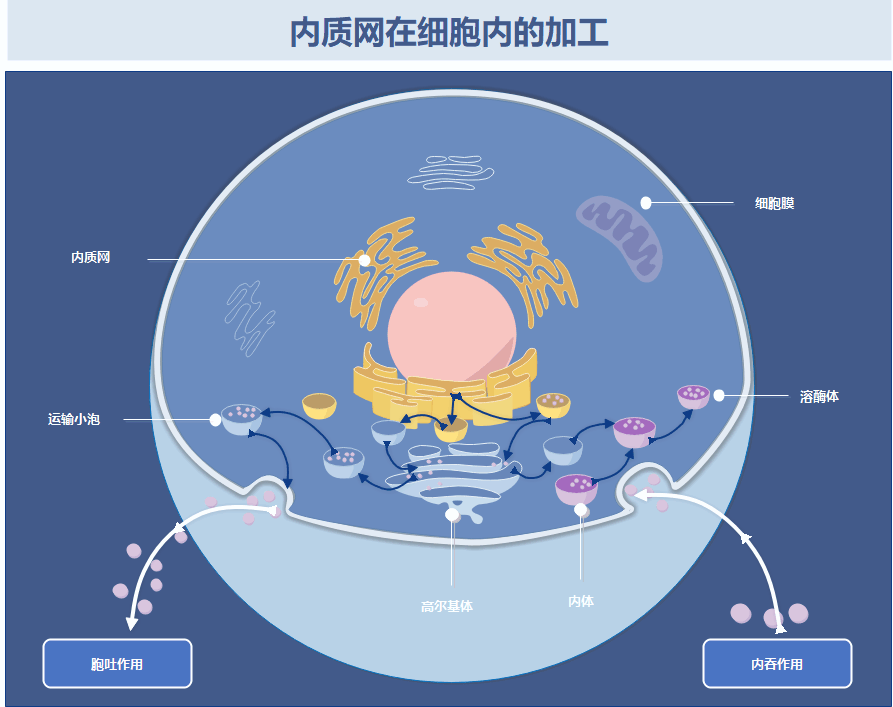 内质网在细胞内的加工示意图