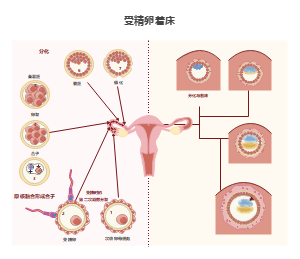 受精卵着床过程详解：胚胎发育与子宫内膜互作机制模板