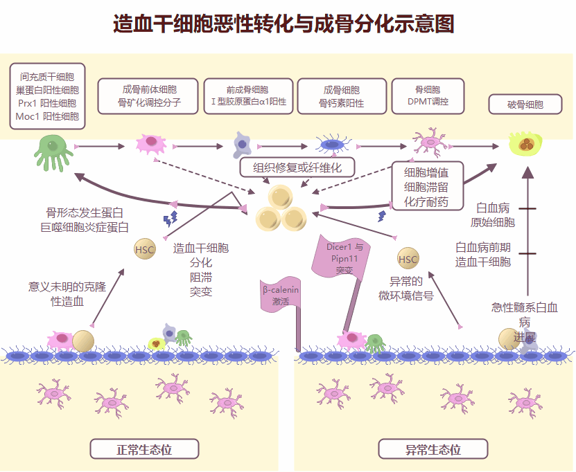 造血干细胞恶性转化与成骨分化示意图