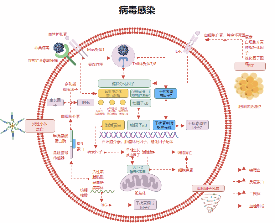 病毒感染机制与宿主免疫应答全过程