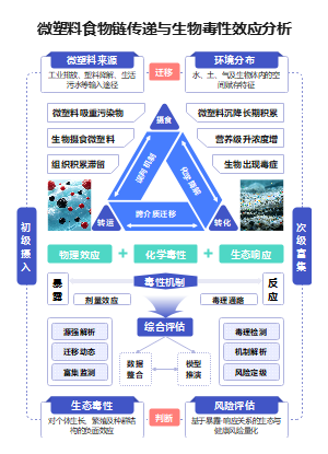 微塑料食物链毒性三角路径分析图