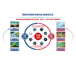 环形闭环多模块微塑料食物链研究环境PPT