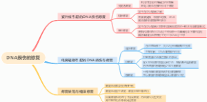 DNA损伤的修复