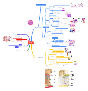 《组胚》上皮组织