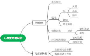 人体生命调节思维导图