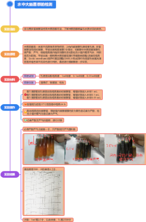 水中大肠杆菌的检测实验报告