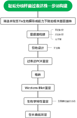 耻垢分枝杆菌过表达株构建流程
