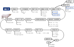 猪的一生思维导图