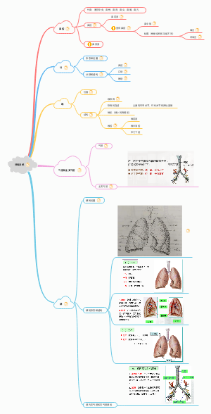 呼吸系统