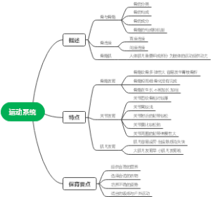 运动系统