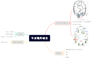 毛首鞭形线虫
