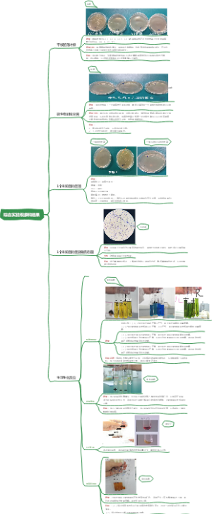 微生物综合实验现象和结果