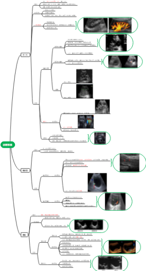 泌尿系统 超声表现