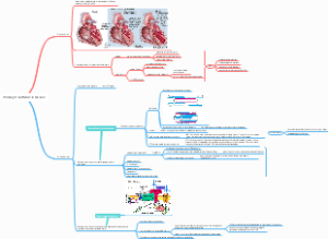 Primary Heart Muscle Disease