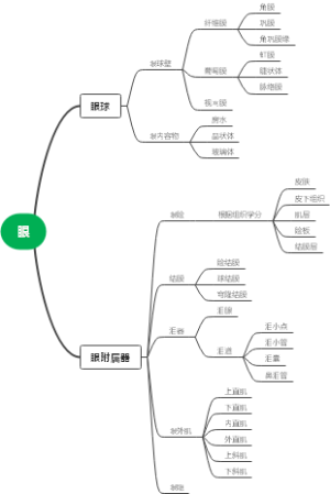 眼的组织解刨