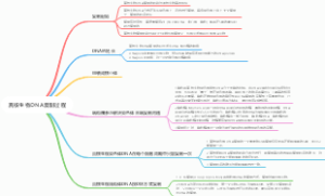 真核生物DNA复制过程