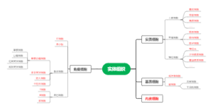 实体组织
