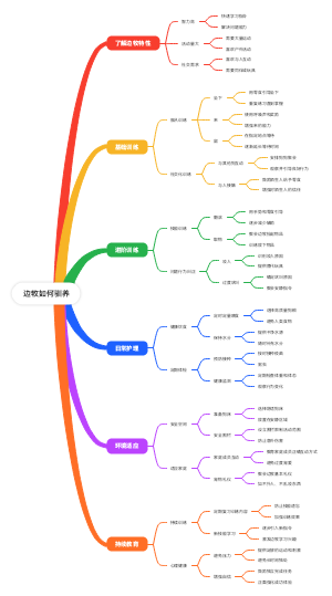 边牧如何驯养