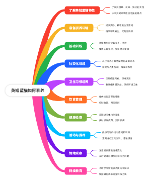 英短蓝猫如何驯养