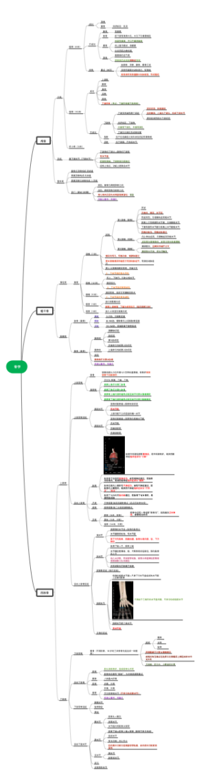 系统解剖学—骨学（详细）