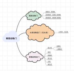 脊索动物门