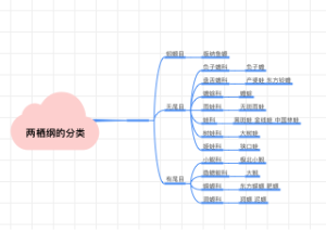 两栖纲的分类