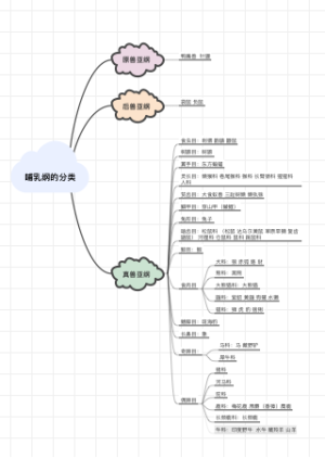 哺乳纲的分类