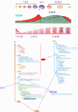 子宫内膜周期性变化特点及与卵巢周期关系的思维导图