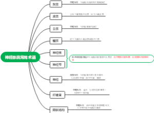 神经系统常用术语