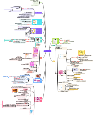 神经系统nervous system