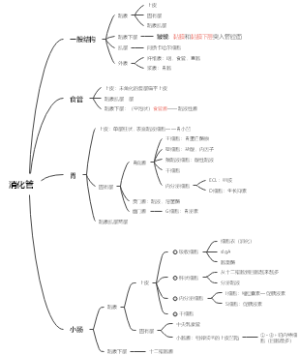 第14章消化管