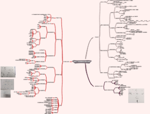 第五单元学习的类型与学习者的个体差异