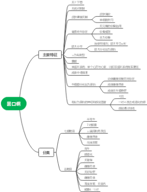 圆口纲