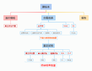 脓标本