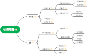软骨和骨