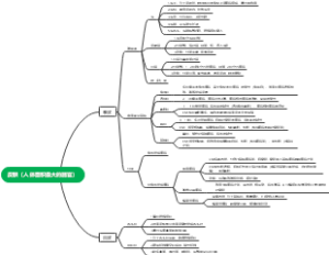 皮肤（人体面积最大的器官）