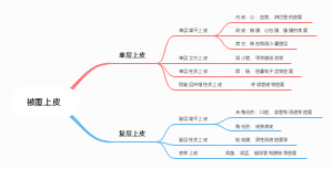 被覆上皮的分类