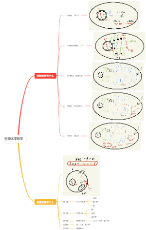 生物化学导学