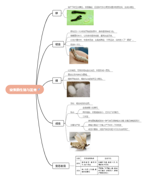 家蚕的生殖与发育