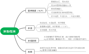 浒苔藻类