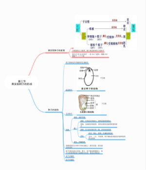 果实和种子的形成