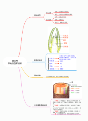 第六节芽的类型和发育