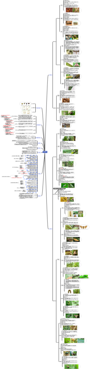 玉米田害虫及防治