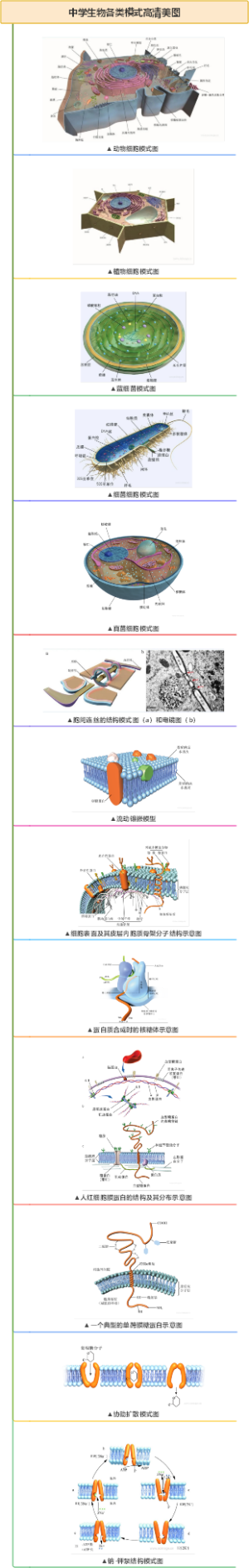 中学生物各类模式高清美图