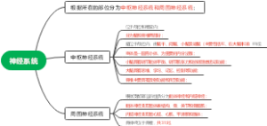 神经系统